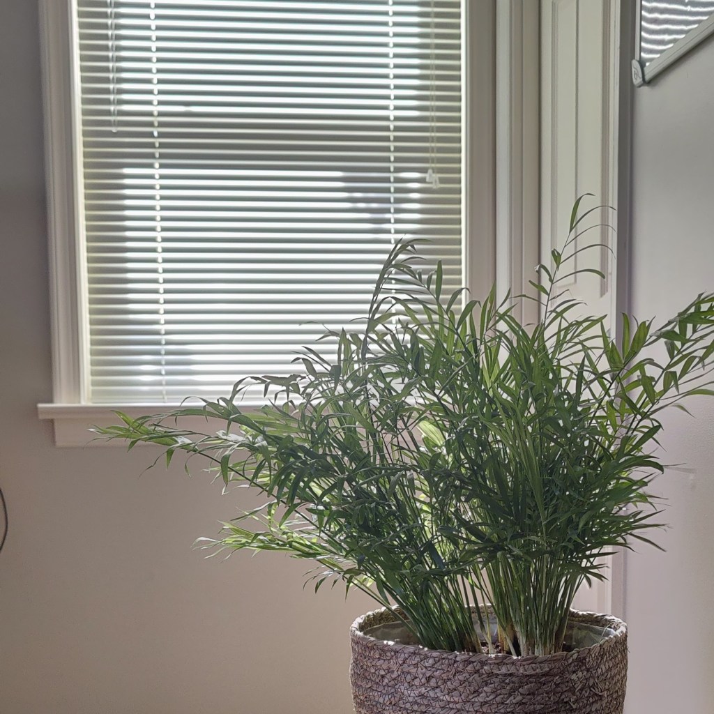 Summer (Demo Version)